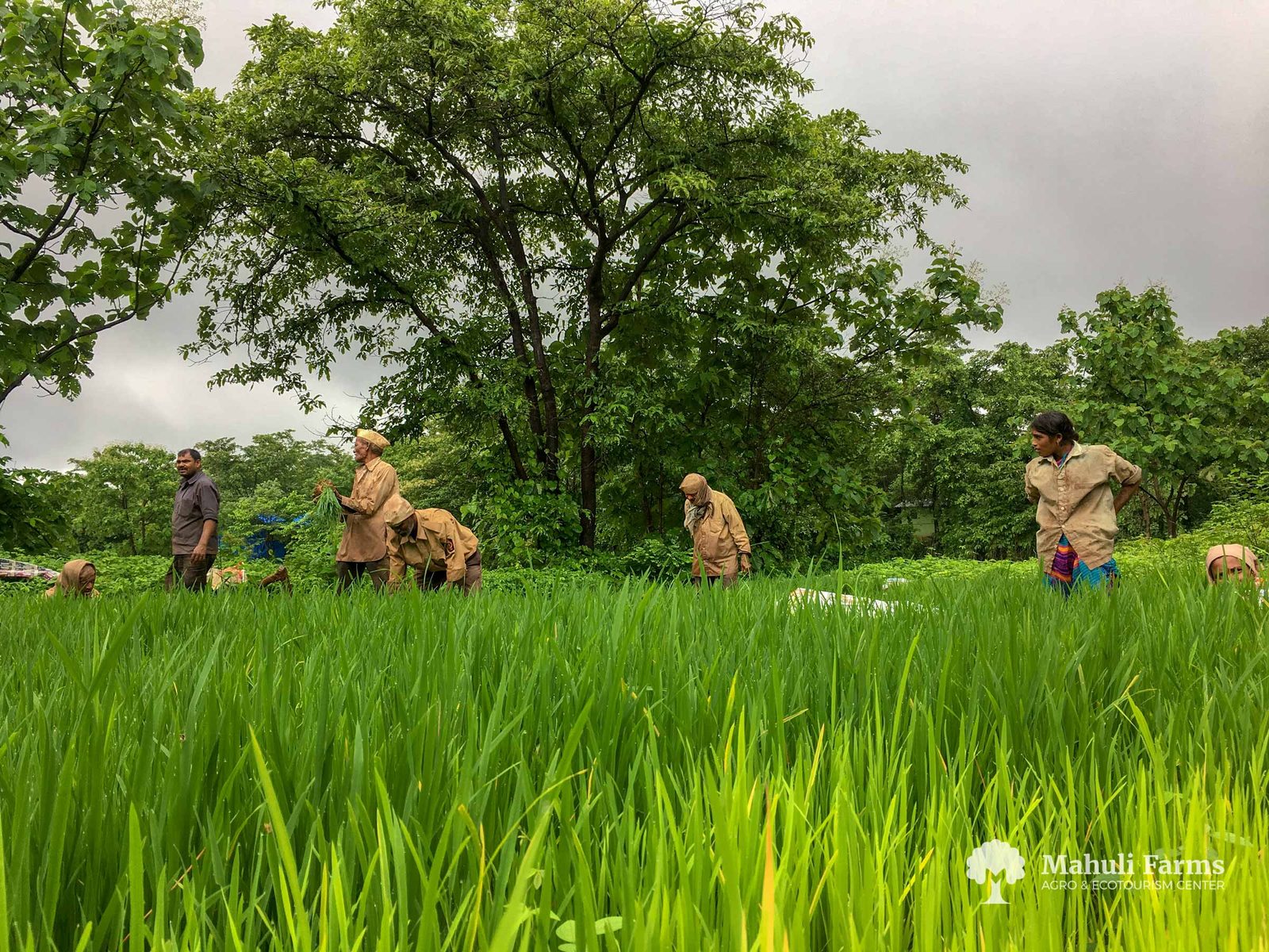 Paddy fields and farmland at Mahuli Farms