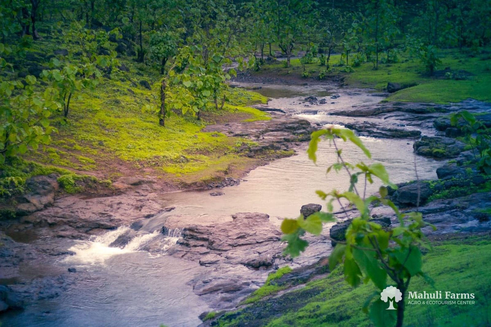 A stream running through the Mahuli Farms property
